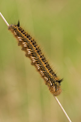 BUITEN BEELD Foto: 52206