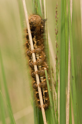 BUITEN BEELD Foto: 52207