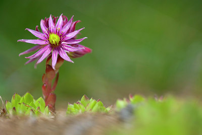 BUITEN BEELD Foto: 52232