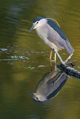 BUITEN BEELD Foto: 52271