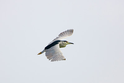 BUITEN BEELD Foto: 52274