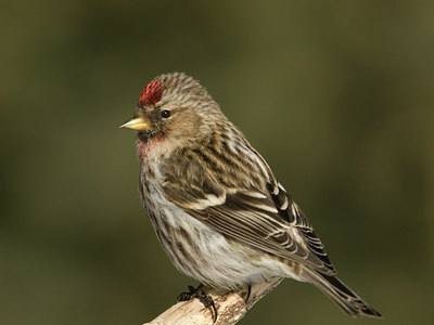 BUITEN BEELD Foto: 52291