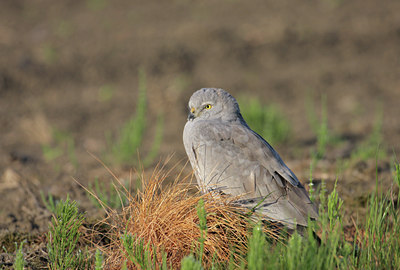 BUITEN BEELD Foto: 52292