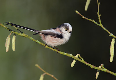 BUITEN BEELD Foto: 52294