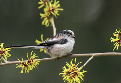 BUITEN BEELD Foto: 52295