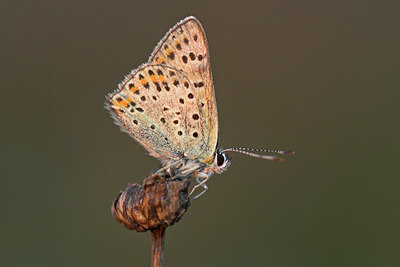 BUITEN BEELD Foto: 52419