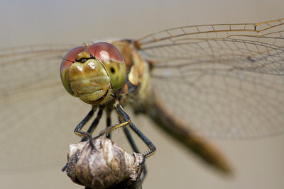 BUITEN BEELD Foto: 52420