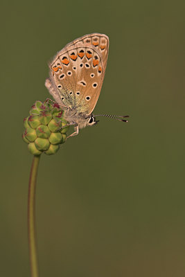BUITEN BEELD Foto: 52421