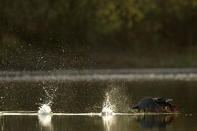 BUITEN BEELD Foto: 52429
