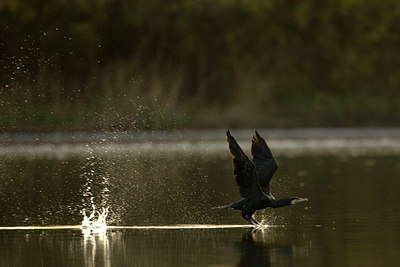 BUITEN BEELD Foto: 52430