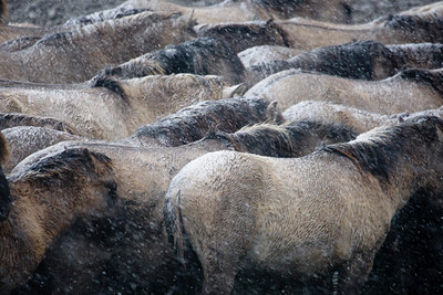 BUITEN BEELD Foto: 52435