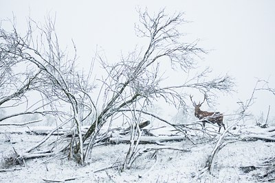 BUITEN BEELD Foto: 52443