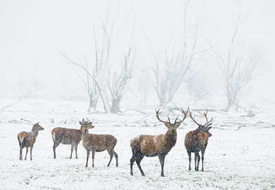 BUITEN BEELD Foto: 52446