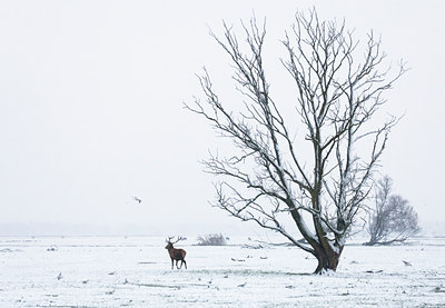 BUITEN BEELD Foto: 52448