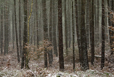 BUITEN BEELD Foto: 52484