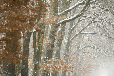 BUITEN BEELD Foto: 52485
