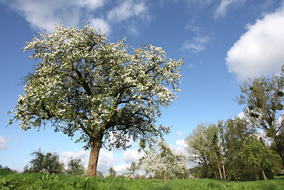 BUITEN BEELD Foto: 52497