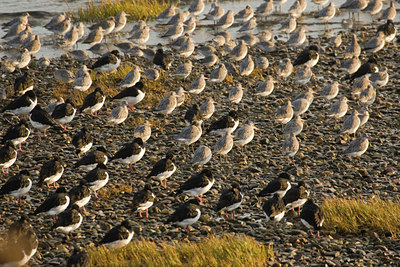 BUITEN BEELD Foto: 52500