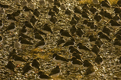 BUITEN BEELD Foto: 52502