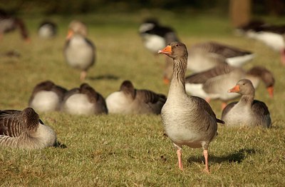 BUITEN BEELD Foto: 52582