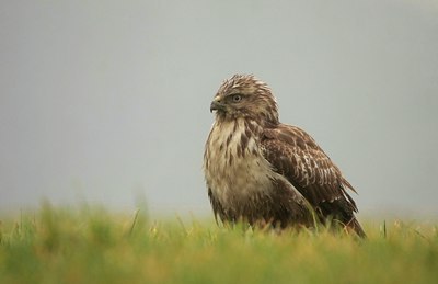 BUITEN BEELD Foto: 52595