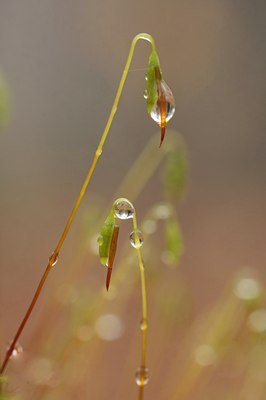 BUITEN BEELD Foto: 52601