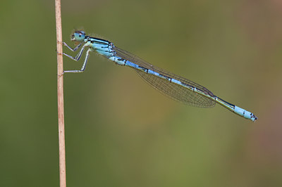 BUITEN BEELD Foto: 52615