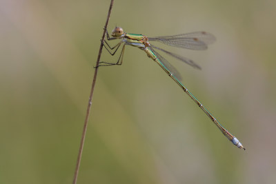 BUITEN BEELD Foto: 52618