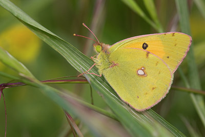 BUITEN BEELD Foto: 52621