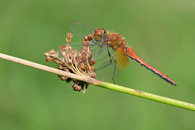 BUITEN BEELD Foto: 52629