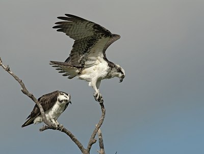 BUITEN BEELD Foto: 52635