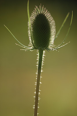 BUITEN BEELD Foto: 52663