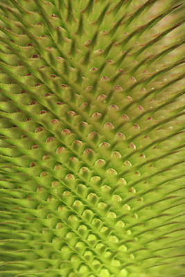 BUITEN BEELD Foto: 52665
