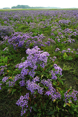 BUITEN BEELD Foto: 52667