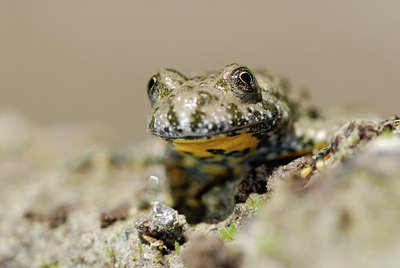 BUITEN BEELD Foto: 52689