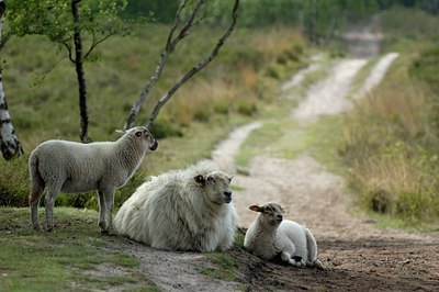 BUITEN BEELD Foto: 52779