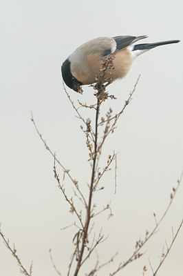 BUITEN BEELD Foto: 52790