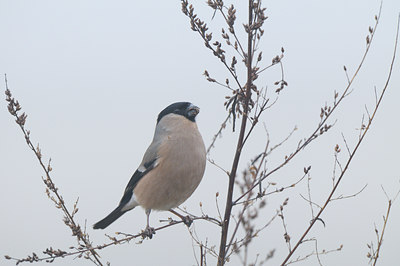 BUITEN BEELD Foto: 52796