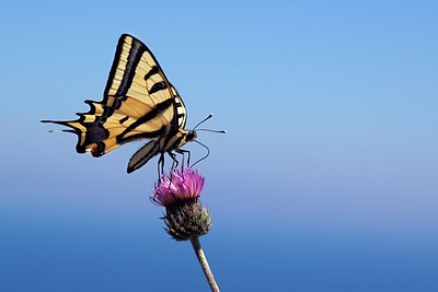 BUITEN BEELD Foto: 52846