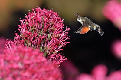 BUITEN BEELD Foto: 52851