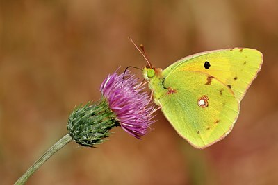 BUITEN BEELD Foto: 52854