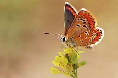 BUITEN BEELD Foto: 52860