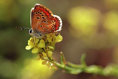 BUITEN BEELD Foto: 52861