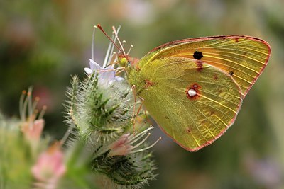 BUITEN BEELD Foto: 52862