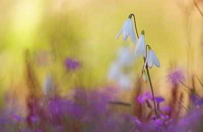 BUITEN BEELD Foto: 52870