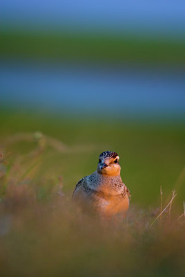 BUITEN BEELD Foto: 52874