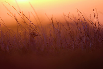 BUITEN BEELD Foto: 52875