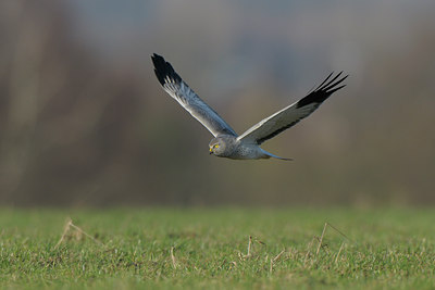 BUITEN BEELD Foto: 52882