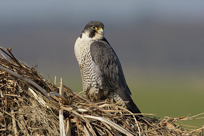 BUITEN BEELD Foto: 52918