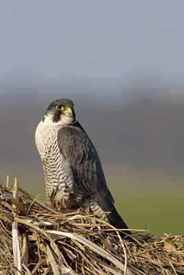 BUITEN BEELD Foto: 52919